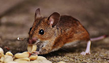 24 Hour & Emergency Exterminators in Rockledge, FL
